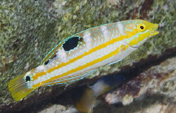 I was very happy to find this little juvenile Puddingwife... by Jim Chambers 
